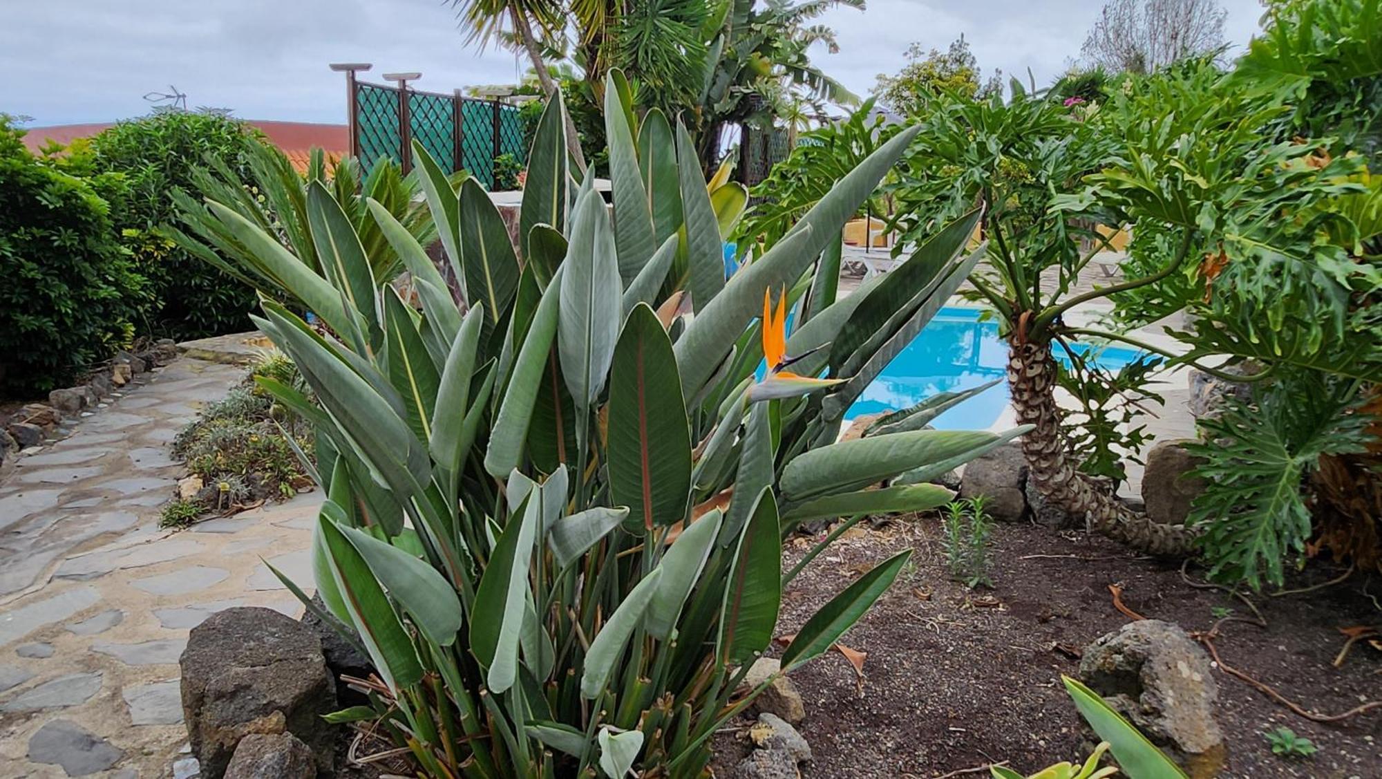 Oasis Hill Botanical Garden Villa Icod De Los Vinos Exterior photo